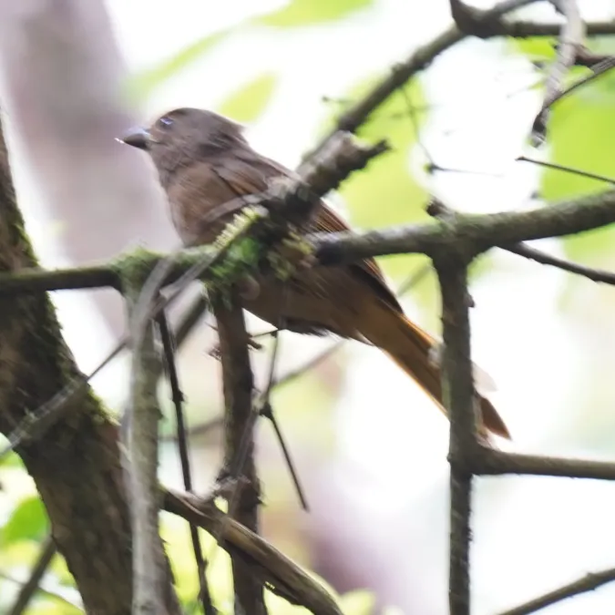 File:Habia rubica - Daniel S. Katz - 477134049.jpeg