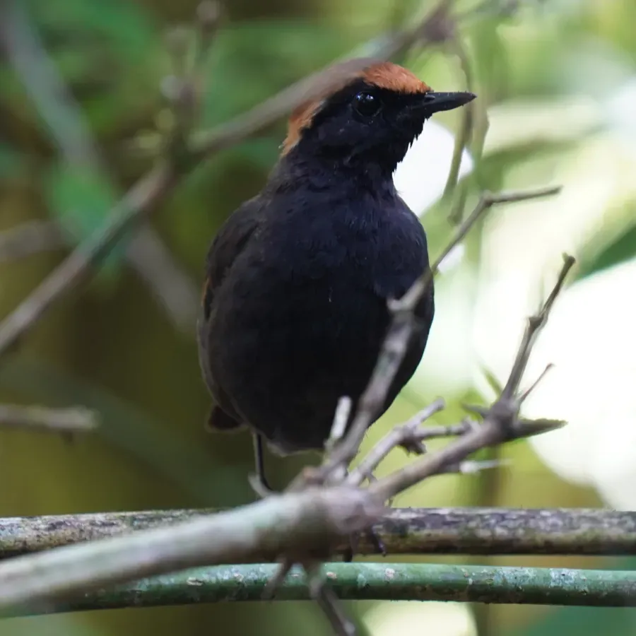 File:Formicarius colma - Daniel S. Katz - 477131508.jpeg