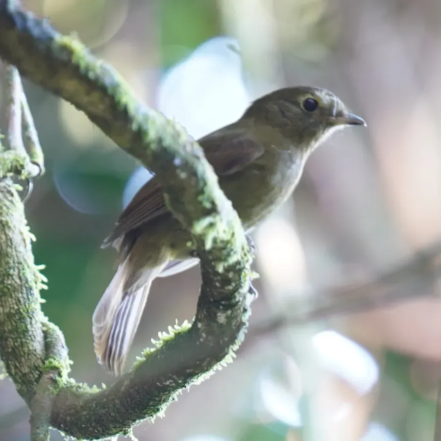 File:Schiffornis virescens - Daniel S. Katz - 477114738.jpeg