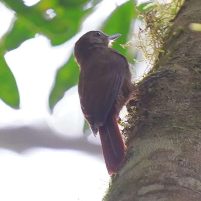 File:Dendrocincla turdina - Daniel S. Katz - 477106869.jpeg