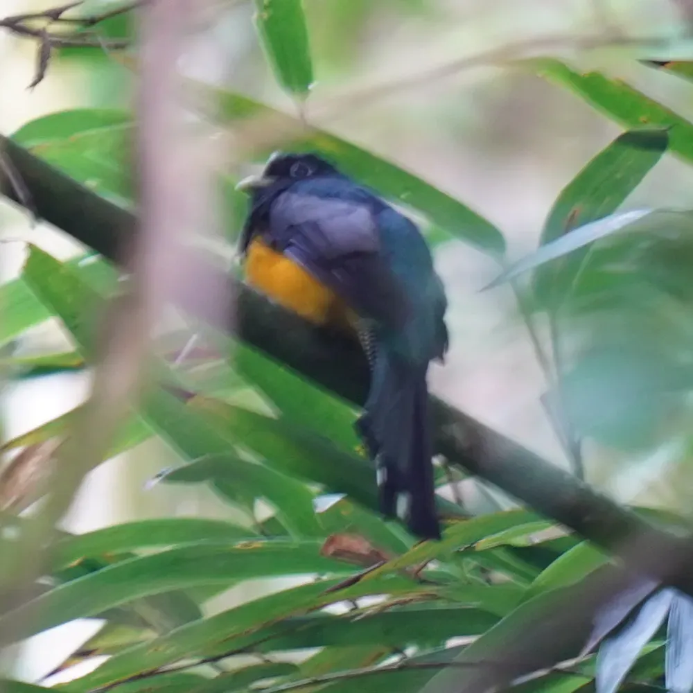 File:Trogon chrysochloros - Daniel S. Katz - 477106829.jpeg