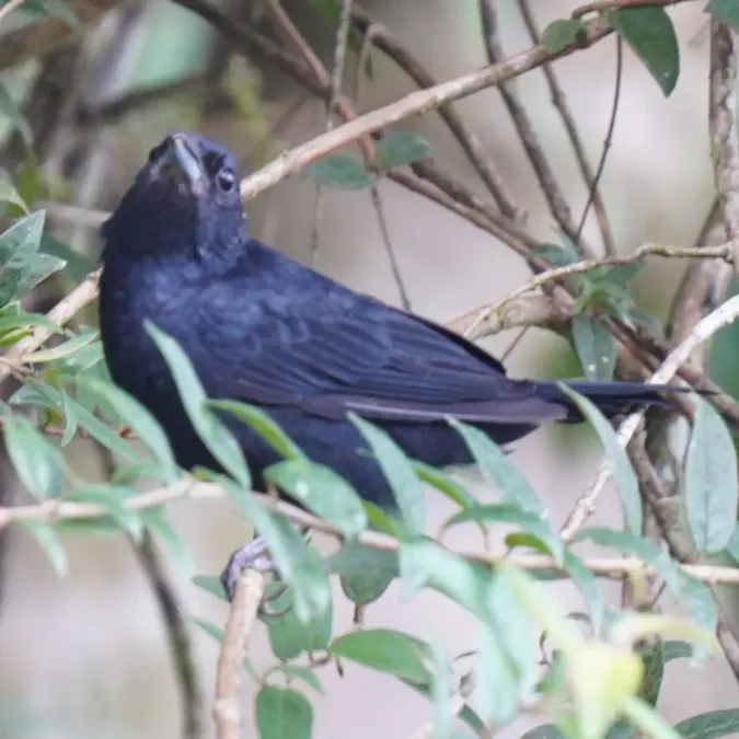 File:Tachyphonus coronatus - Daniel S. Katz - 477069486.jpeg