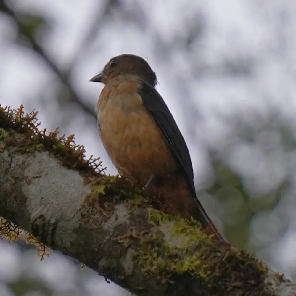 File:Trichothraupis melanops - Daniel S. Katz - 477067278.jpeg