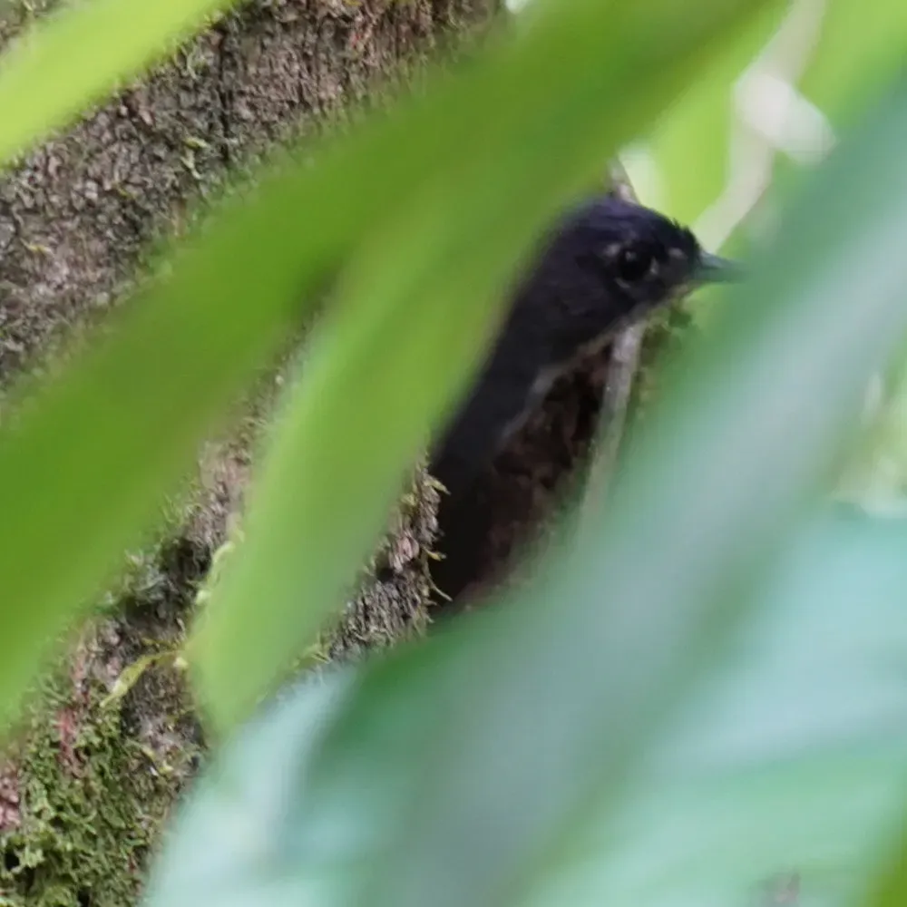 File:Eleoscytalopus indigoticus - Daniel S. Katz - 477056931.jpeg
