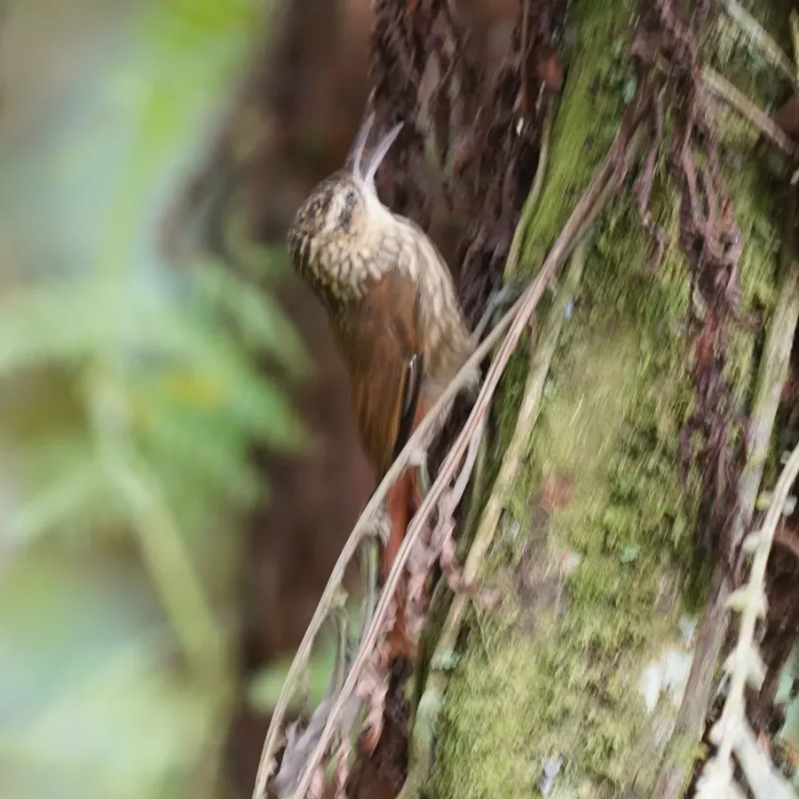 File:Xiphorhynchus fuscus - Daniel S. Katz - 477056917.jpeg