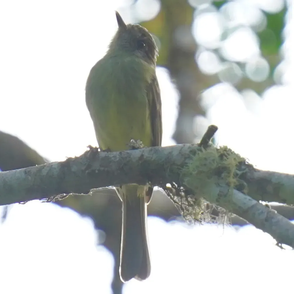 File:Leptopogon amaurocephalus - Daniel S. Katz - 477053179.jpeg