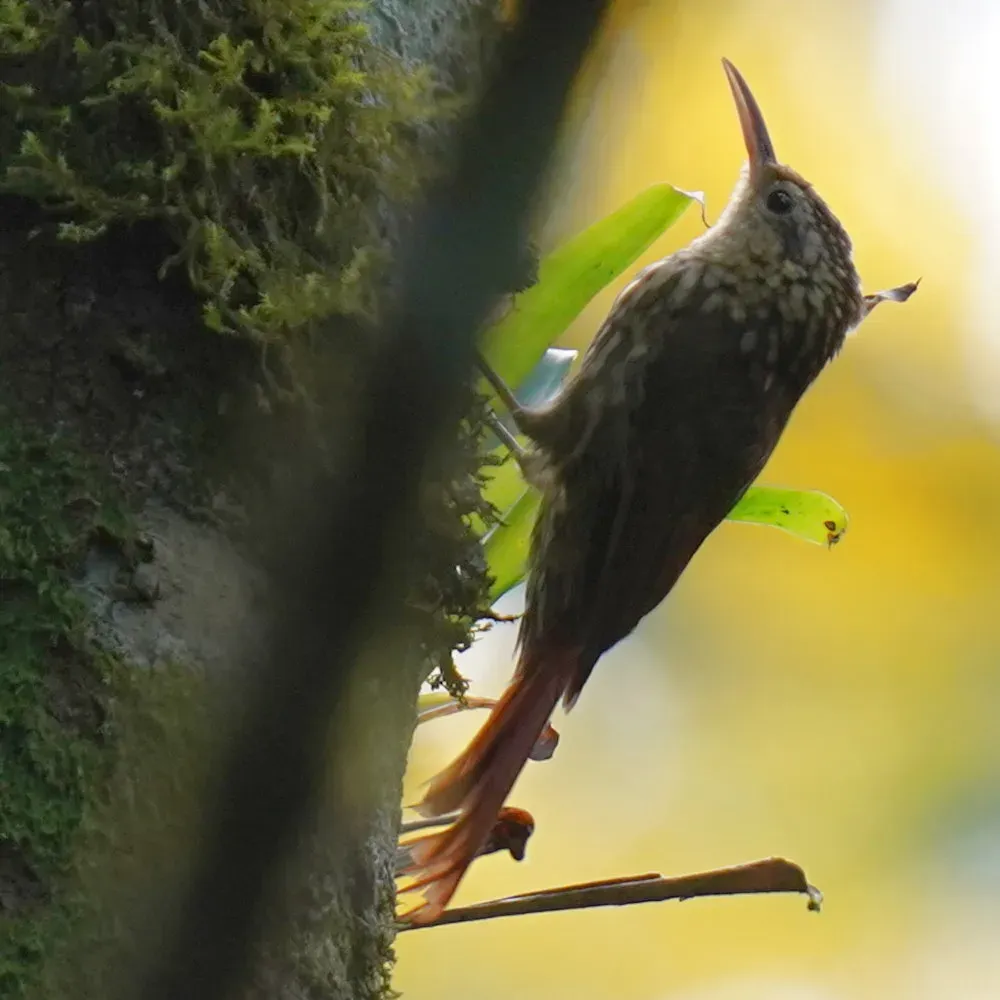File:Xiphorhynchus fuscus - Daniel S. Katz - 477048520.jpeg