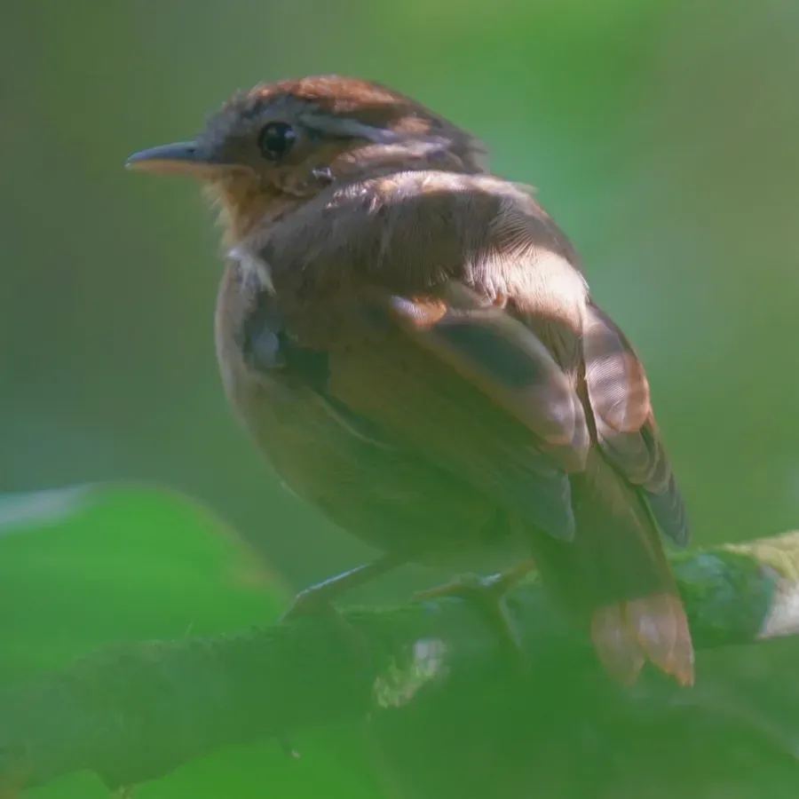 File:Conopophaga lineata - Daniel S. Katz - 477046785.jpeg
