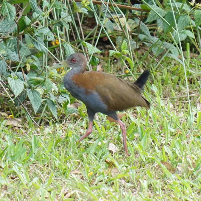File:Aramides saracura - Daniel S. Katz - 477024907.jpeg