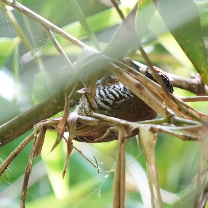 File:Picumnus temminckii - Daniel S. Katz - 477023502.jpeg