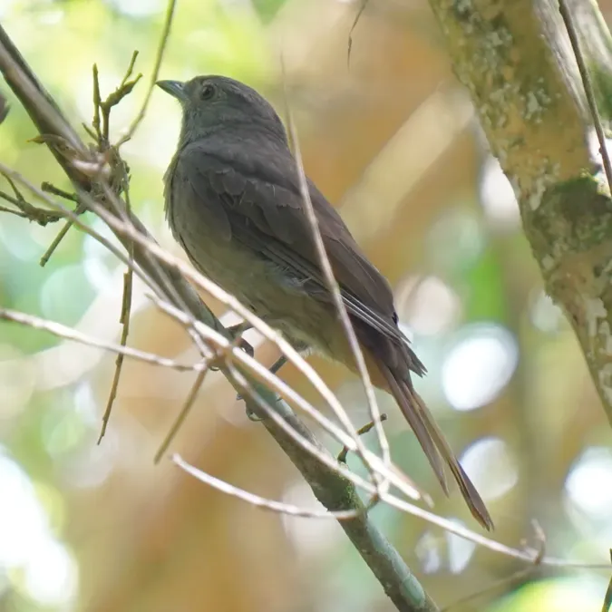 File:Lipaugus lanioides - Daniel S. Katz - 476999526.jpeg