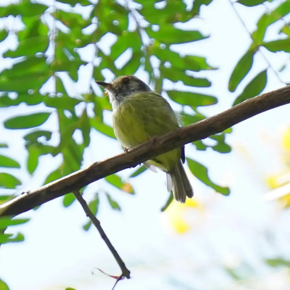 File:Myiornis auricularis - Daniel S. Katz - 476978943.jpeg