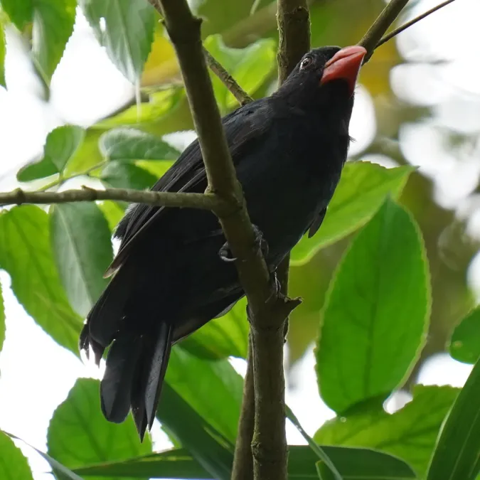 File:Saltator fuliginosus - Daniel S. Katz - 476975556.jpeg