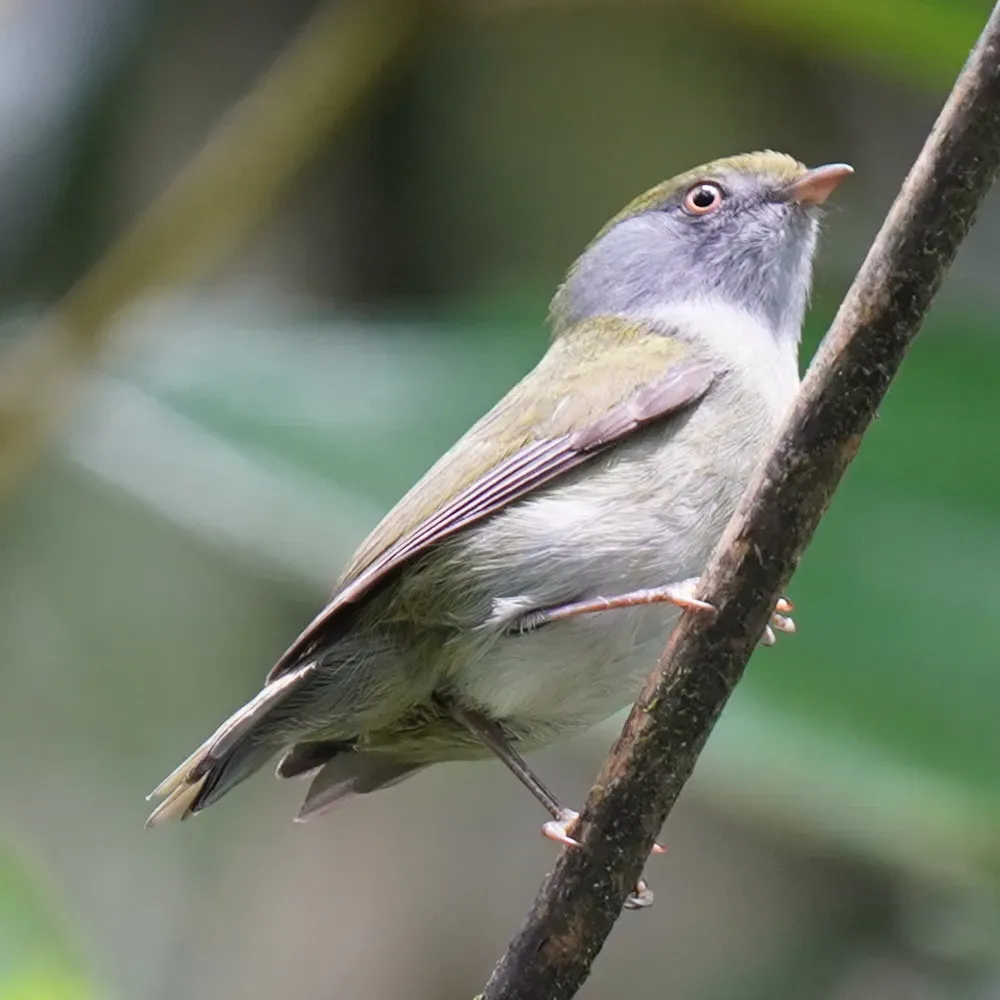 File:Ilicura militaris - Daniel S. Katz - 476965586.jpeg