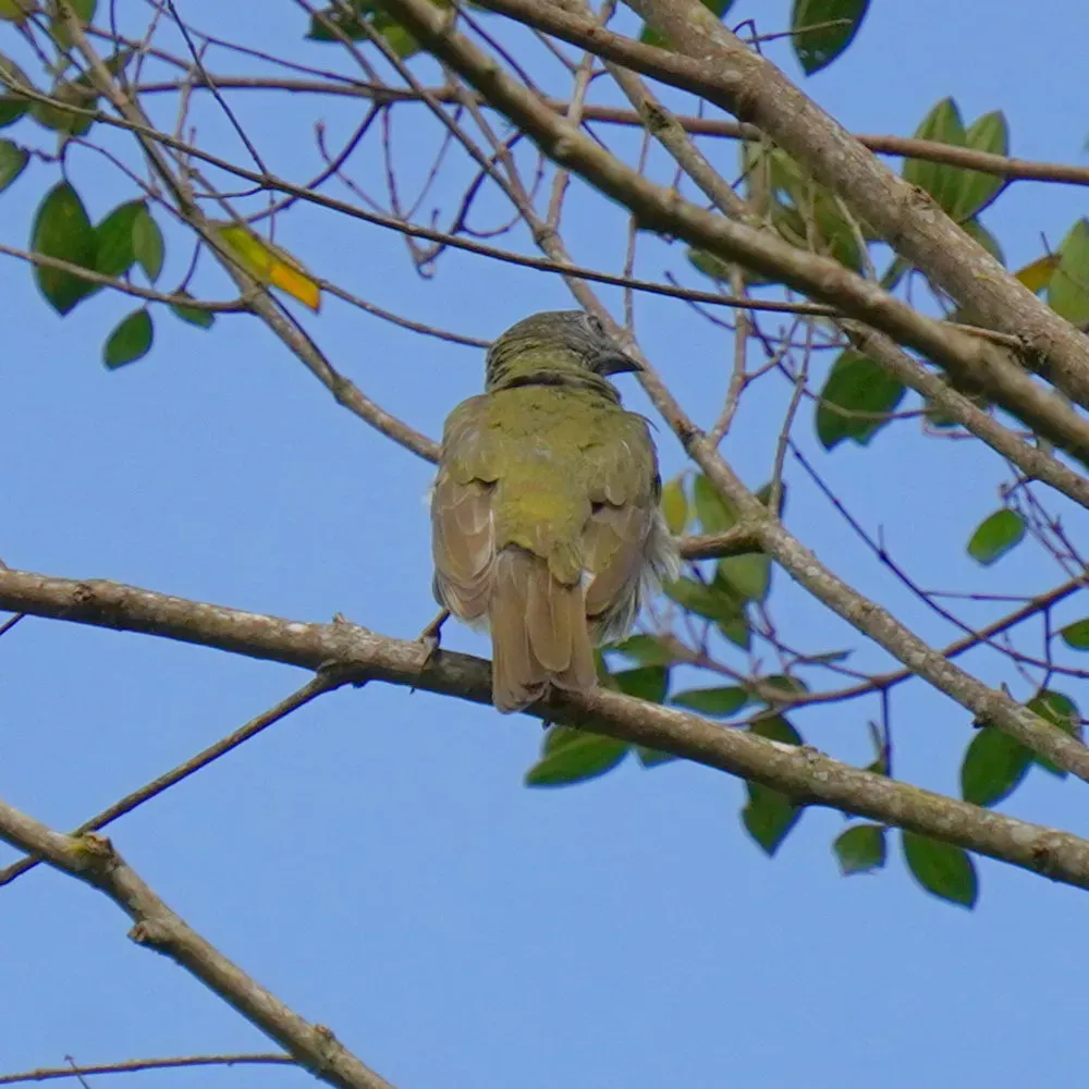 File:Procnias nudicollis - Daniel S. Katz - 476844030.jpeg