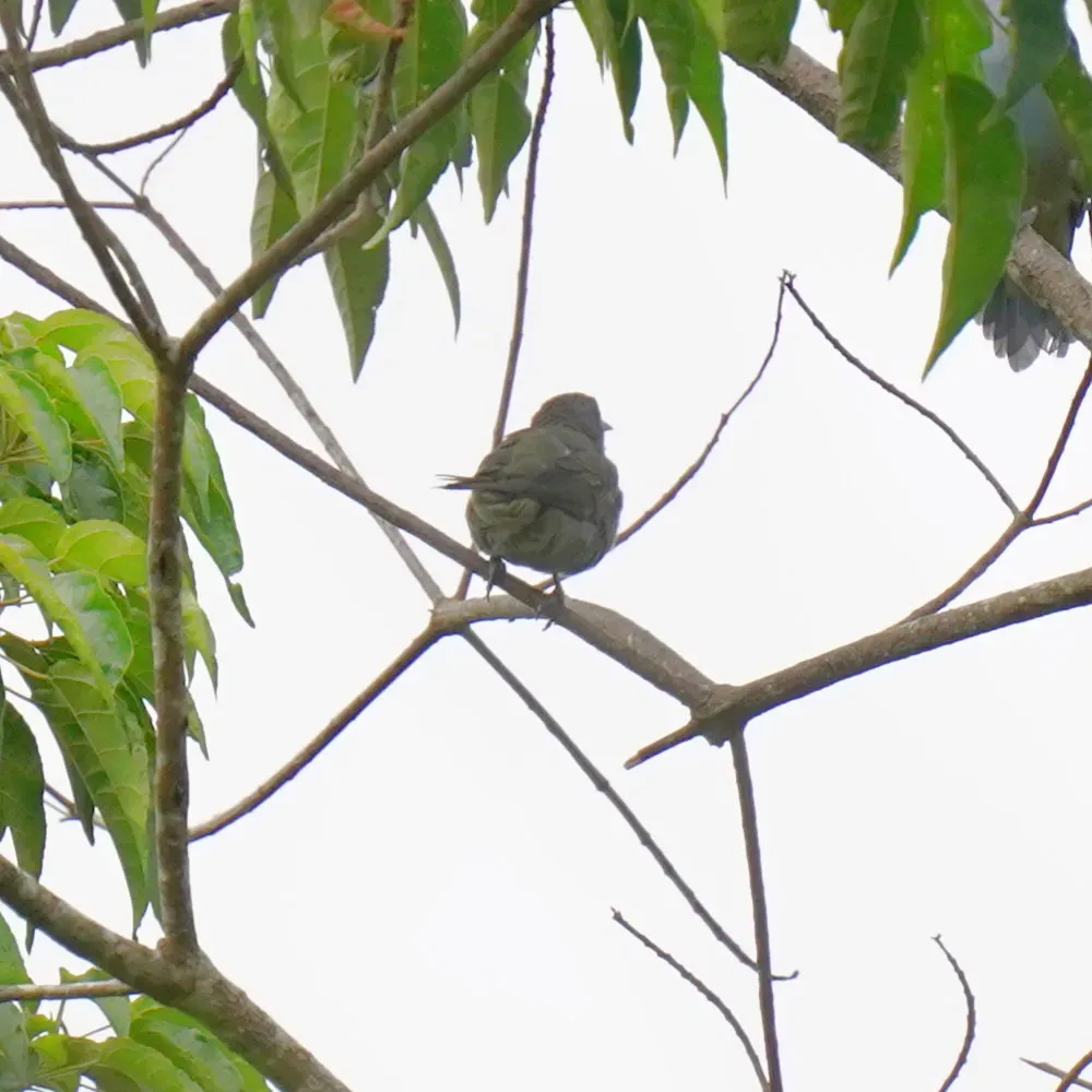 File:Thraupis ornata - Daniel S. Katz - 476823526.jpeg