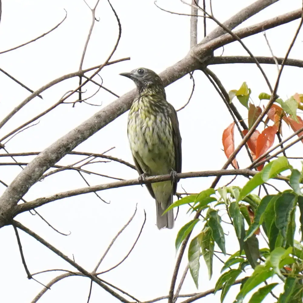 File:Procnias nudicollis - Daniel S. Katz - 476823469.jpeg
