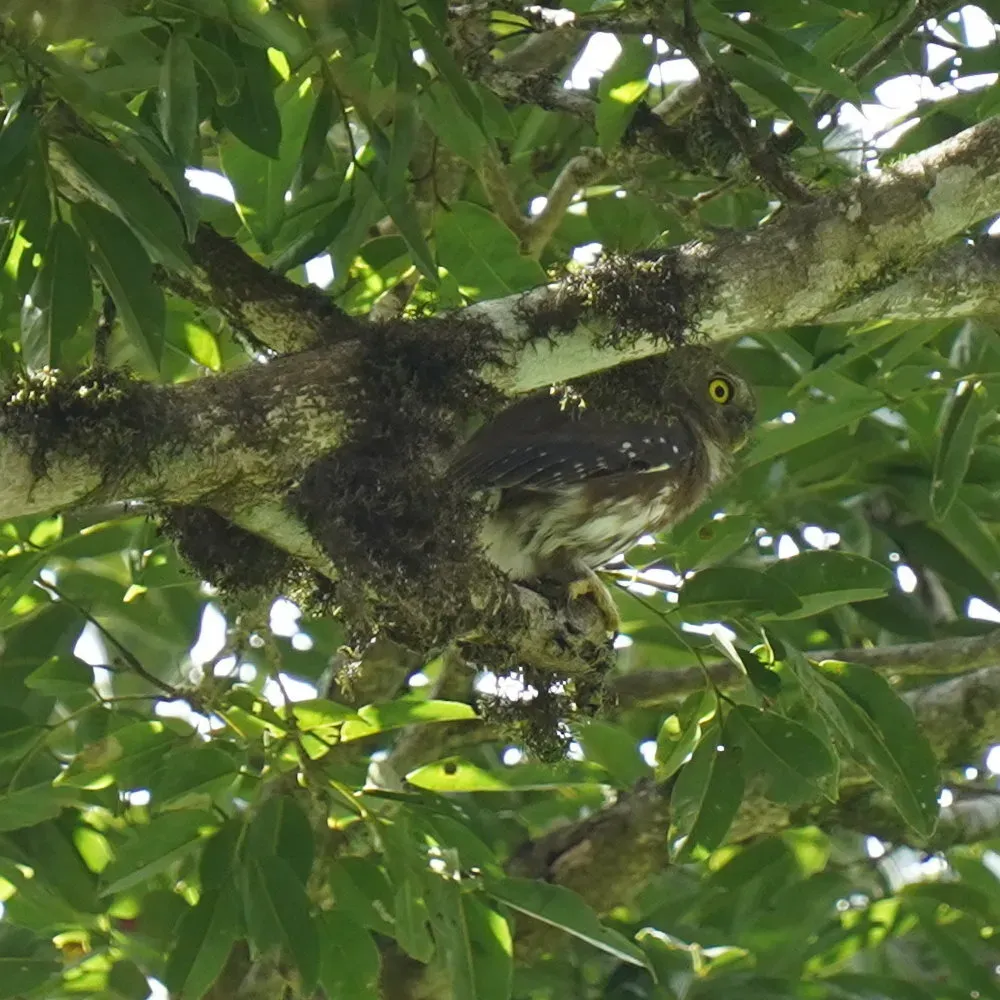 File:Glaucidium minutissimum - Daniel S. Katz - 476816565.jpeg