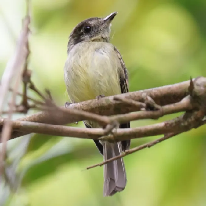 File:Leptopogon amaurocephalus - Daniel S. Katz - 476757081.jpeg