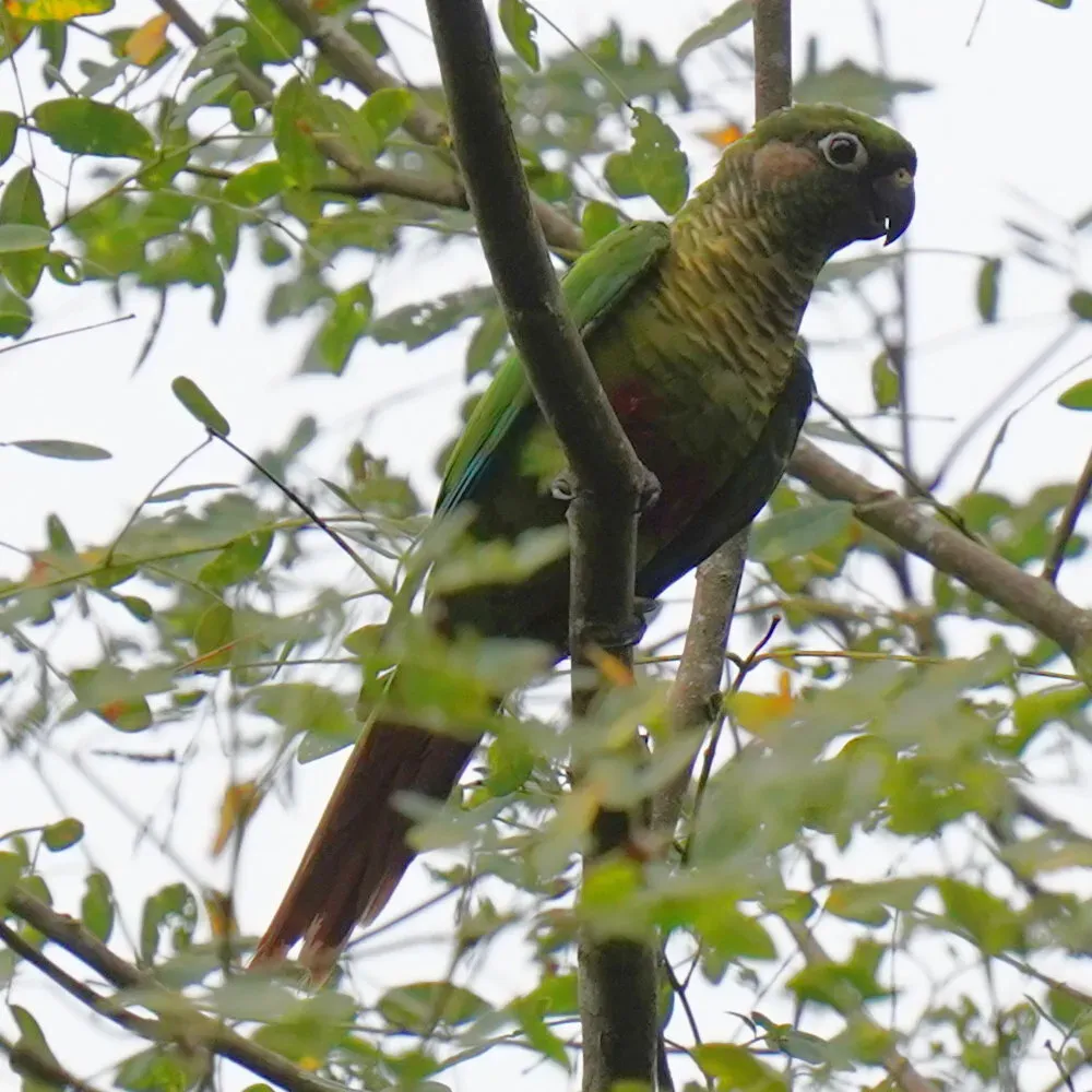 File:Pyrrhura frontalis - Daniel S. Katz - 476753114.jpeg