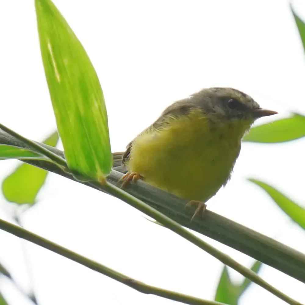 File:Basileuterus culicivorus - Daniel S. Katz - 476751181.jpeg