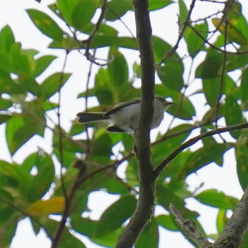 File:Phylloscartes sylviolus - Daniel S. Katz - 476691326.jpeg