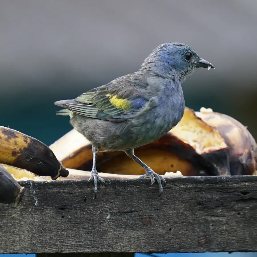 File:Thraupis ornata - Daniel S. Katz - 476681943.jpeg