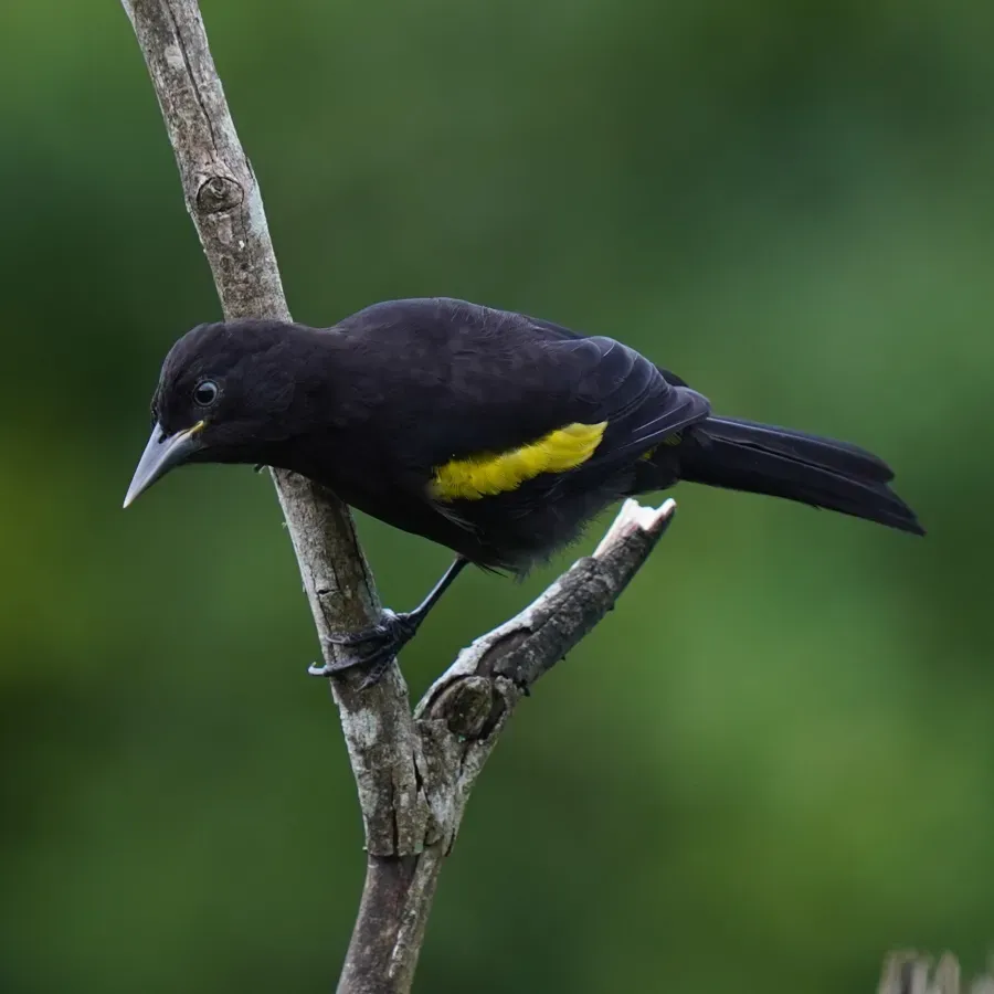 File:Cacicus chrysopterus - Daniel S. Katz - 476681910.jpeg