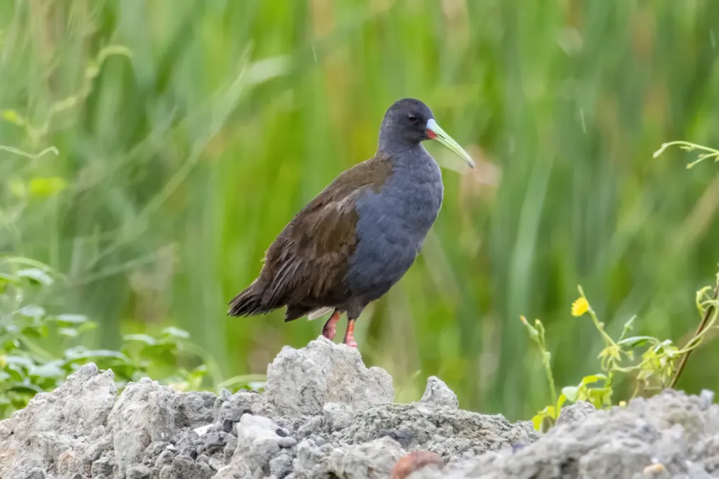 File:Pardirallus sanguinolentus - Alessandher Piva - 468424886.jpeg