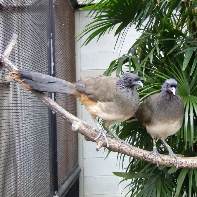File:Ortalis vetula Kyoto.jpg