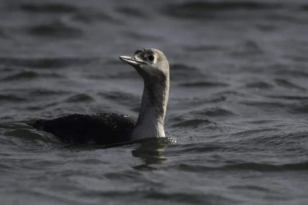 File:Red-throated loon (Gavia stellata) 2022.jpg