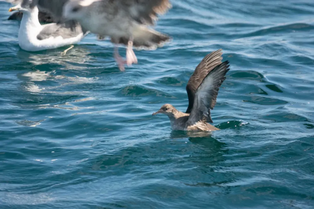 File:Mediterranean shearwater (Puffinus yelkouan mauretanicus) 2020 2.jpg