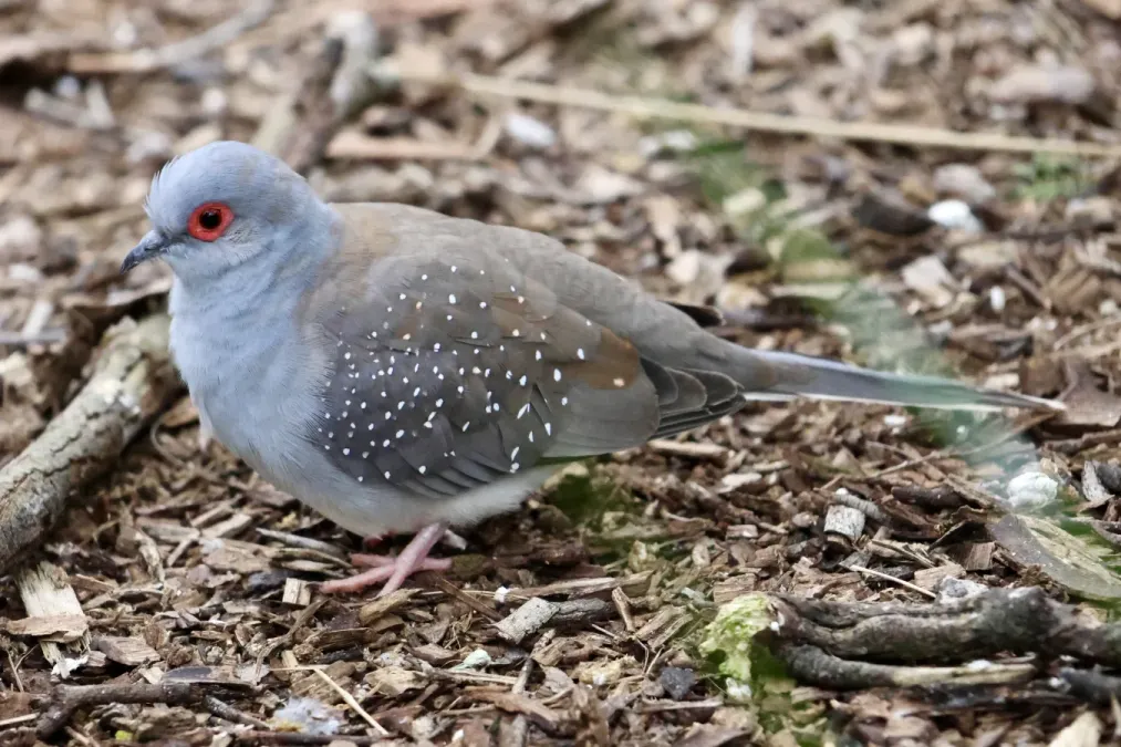 File:Geopelia cuneata in Cleland Wildlife Park - 01.jpg