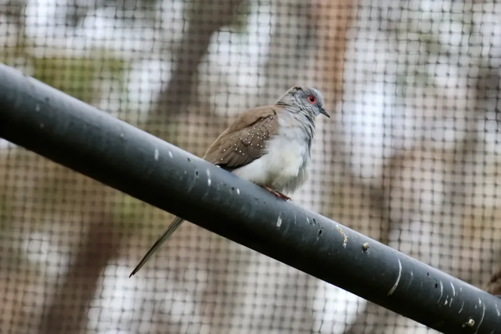 File:Geopelia cuneata in Cleland Wildlife Park - 03.jpg
