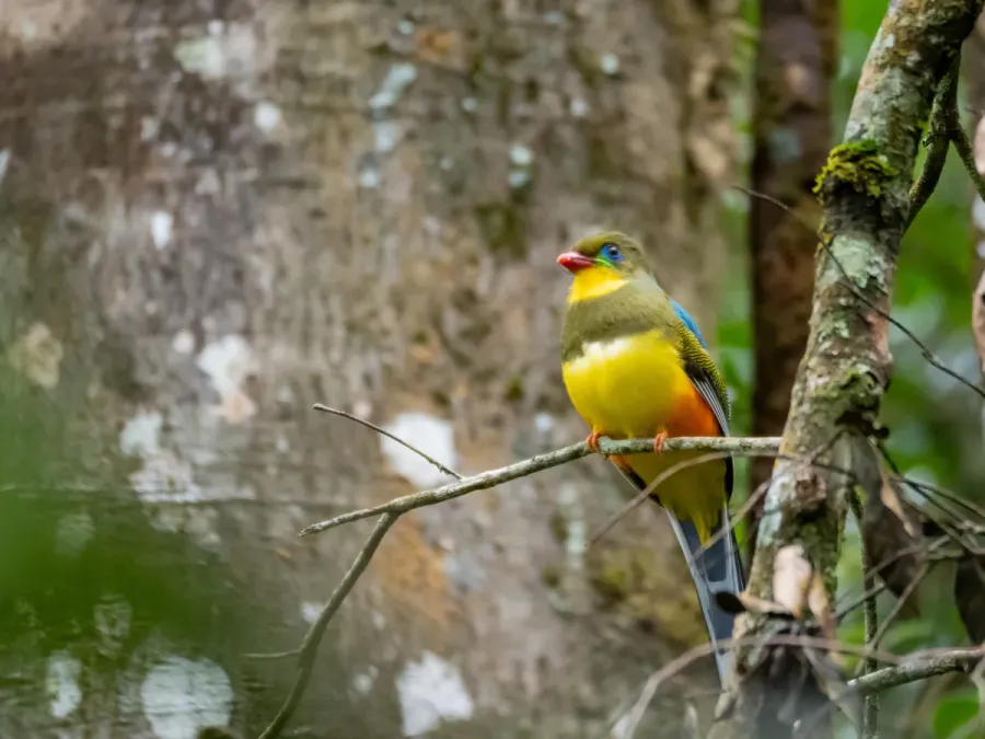 File:Apalharpactes reinwardtii 464516385.jpg