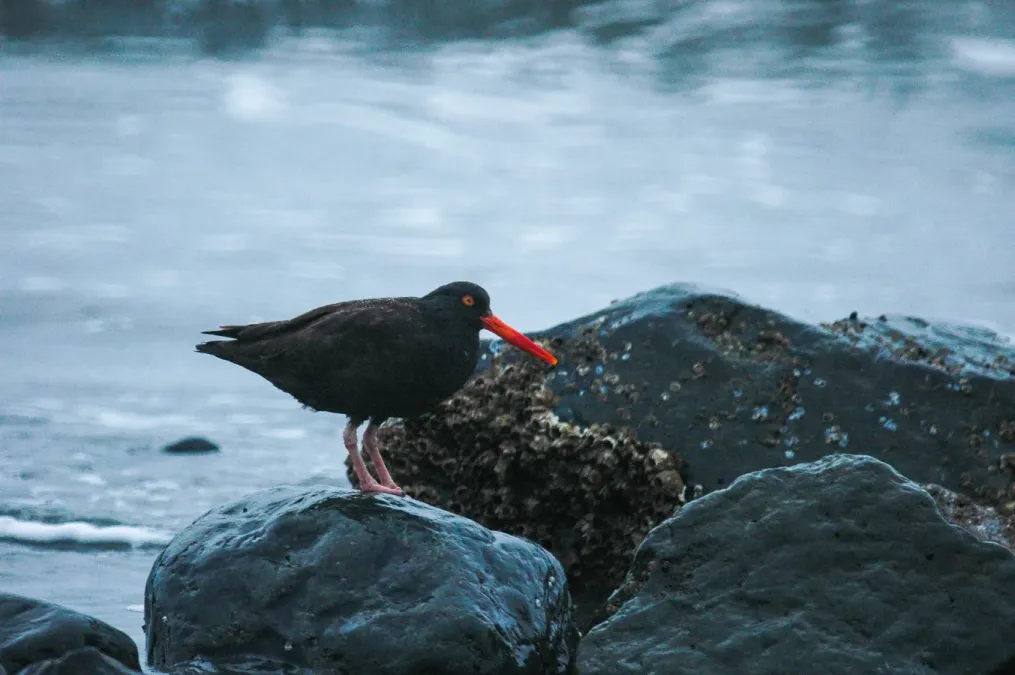File:Black oystercatcher (Haematopus bachmani) 2018.jpg