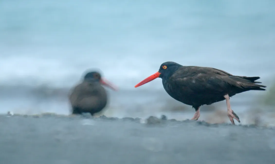 File:Black oystercatcher (Haematopus bachmani) 2018 2.jpg