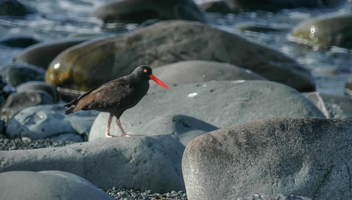 File:Black oystercatcher (Haematopus bachmani) 2018 4.jpg