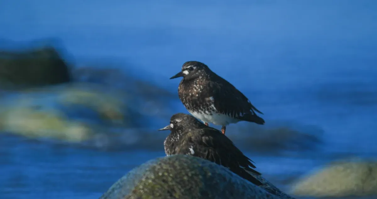 File:Black turstone (Arenaria melanocephala) 2018.jpg