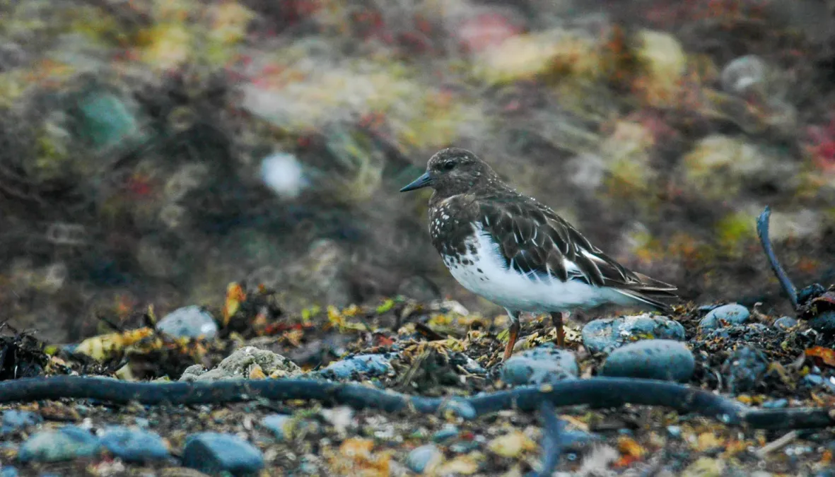 File:Black turnstone (Arenaria melanocephala) 2018 2.jpg