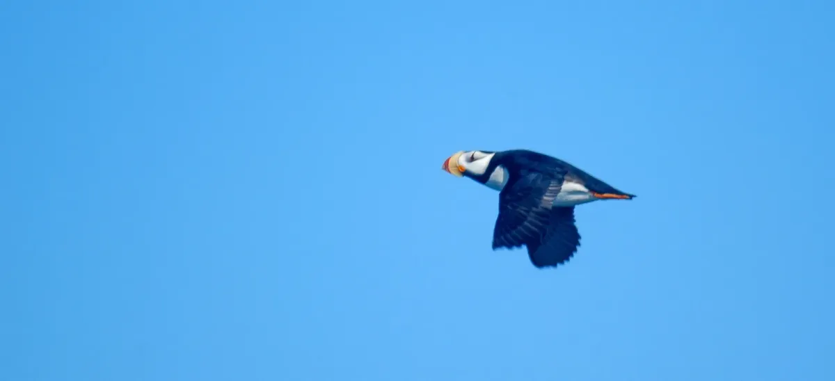 File:Horned puffin (Fratercula corniculata) 2018.jpg