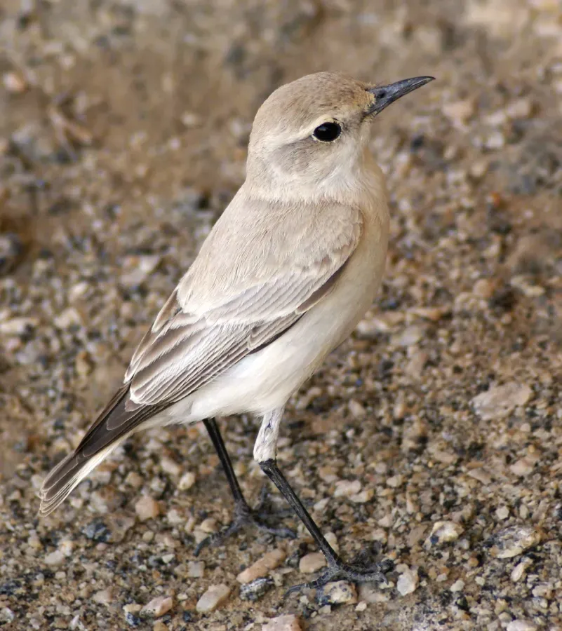 File:Emarginata tractrac (nieuwe snede).jpg