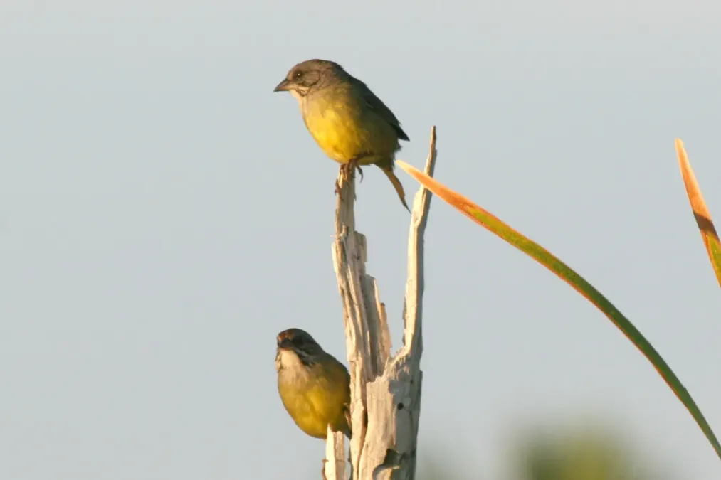 File:Zapata Sparrow (Torreornis inexpectata).jpg