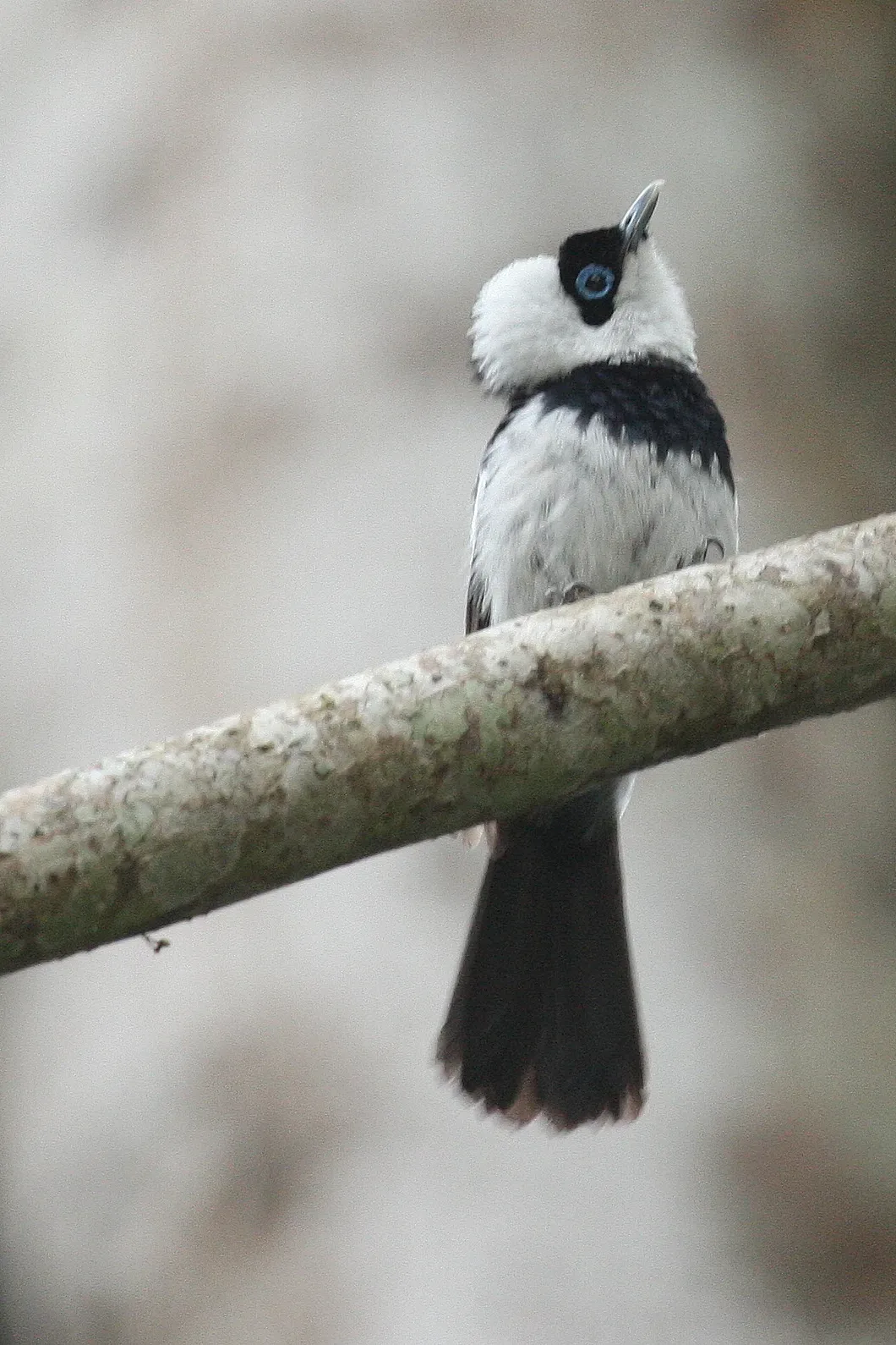 File:Arses kaupi -Australia-8.jpg