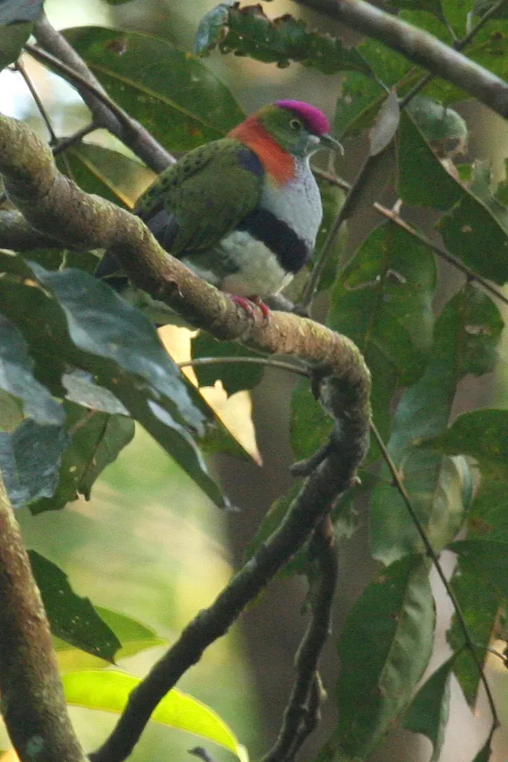 File:Ptilinopus superbus -Queensland, Australia -male-8.jpg