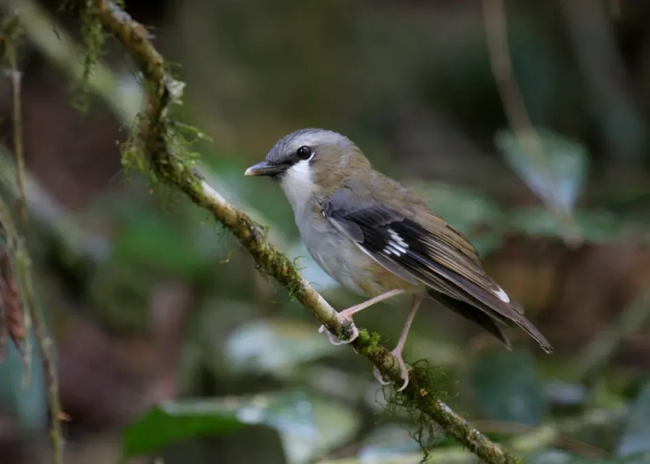 File:Heteromyias cinereifrons -Australia-8.jpg