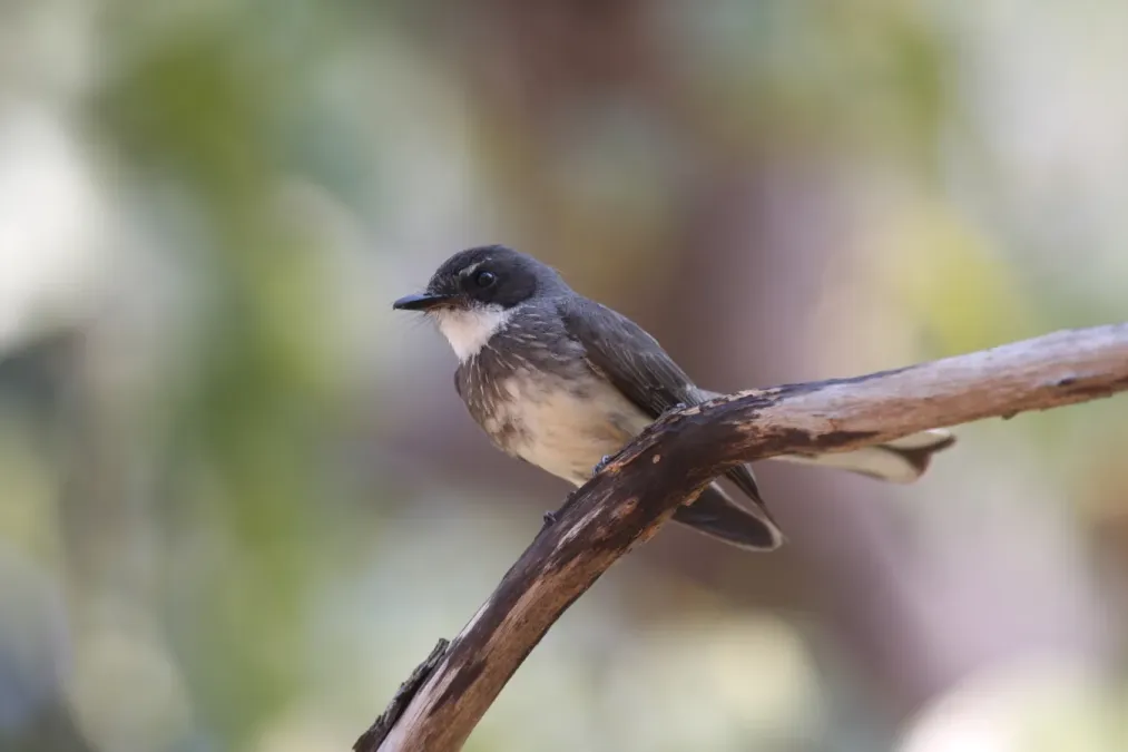 File:Rhipidura rufiventris -Australia-8.jpg
