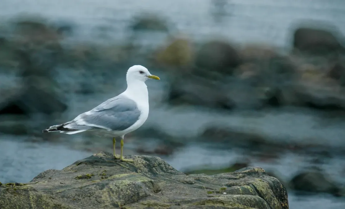 File:Short-billed gull (Larus brachyrhynchus) 2018.jpg