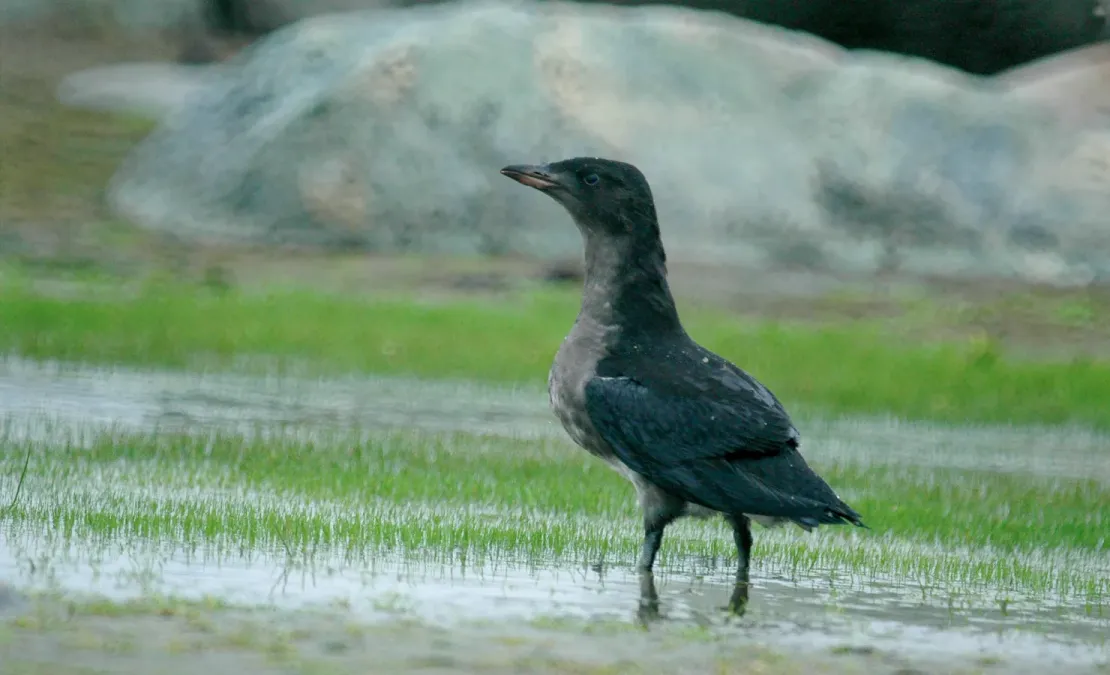 File:Rhinoceros auklet (Cerorhinca monocerata) 2018.jpg