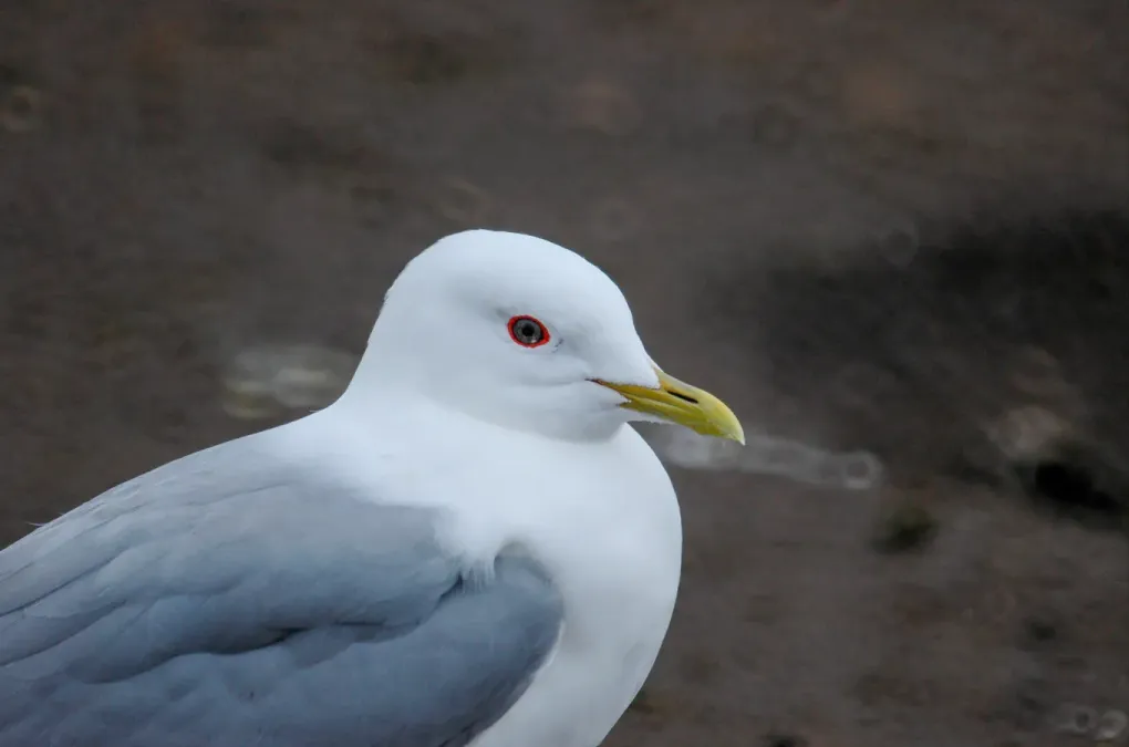 File:Short-billed gull (Larus brachyrhynchus) 2018 2.jpg